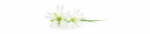 PICit® 121, Nisachterwanden, acryl, 16 mm, glanzend